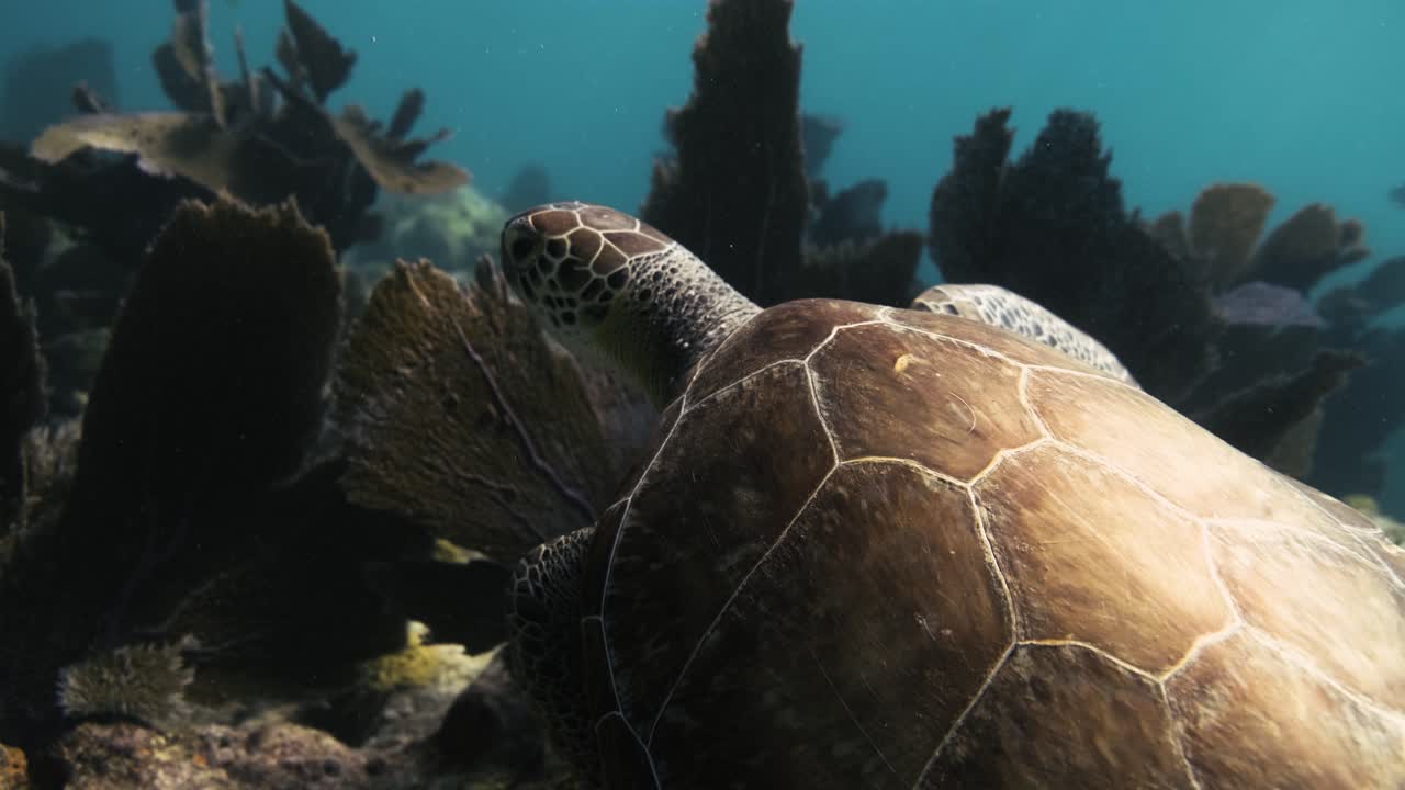 Sea Turtle swimming though the ocean close to the camera at bright sunlight