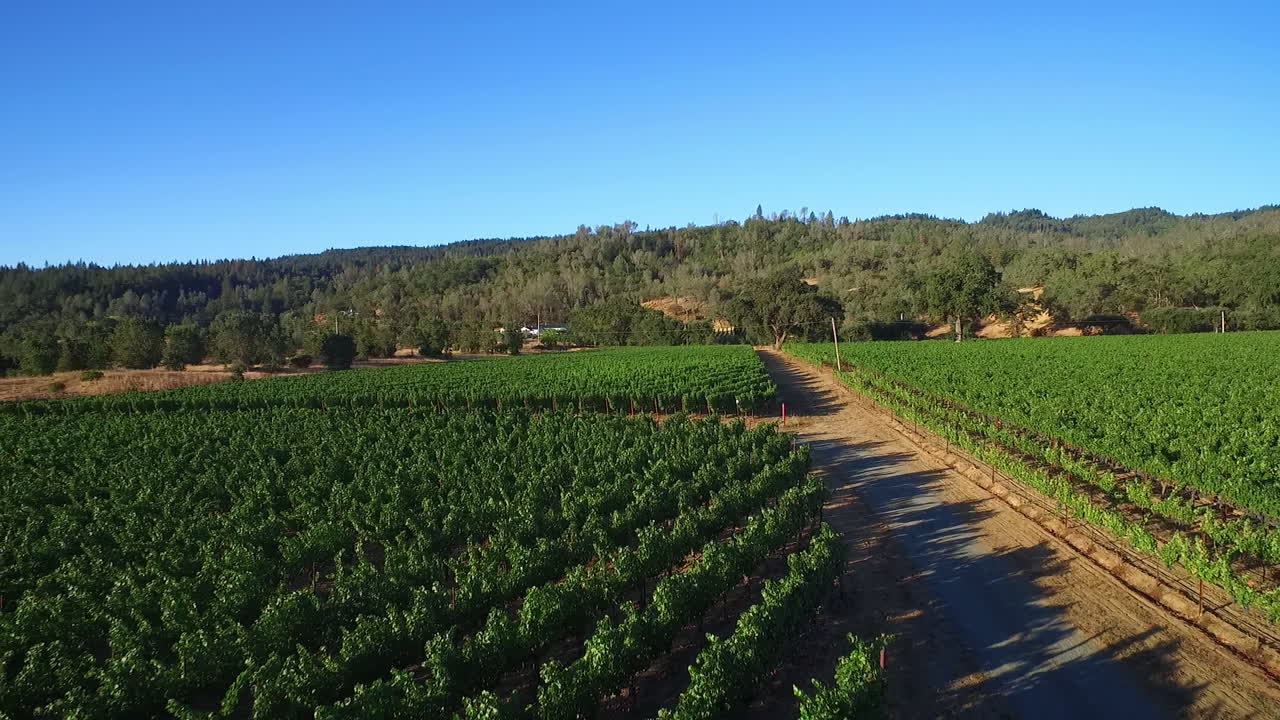 캘리포니아 북부 소노마 카운티의 포도밭 줄지어 있는 높은 공중 12