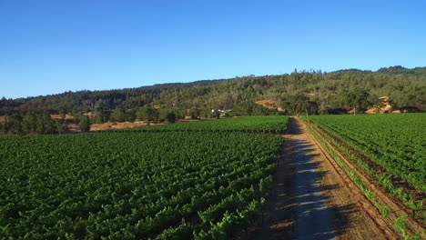 a high aerial over rows of vineyards in northern california's sonoma county  12