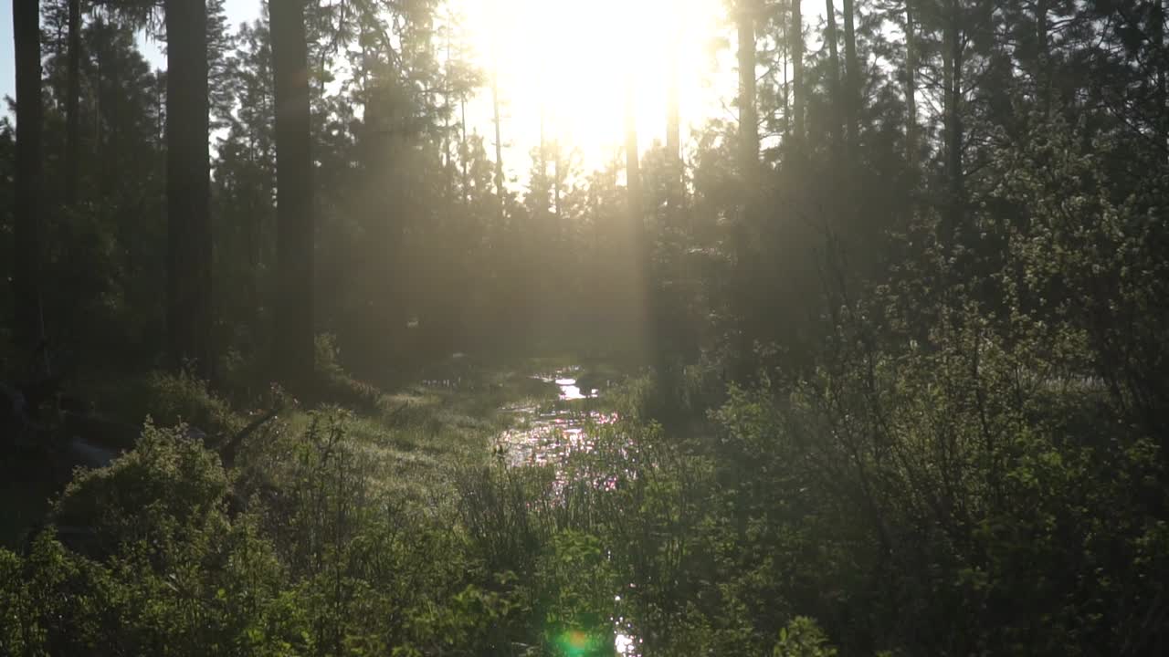 Slow motion sunrise sun flare over a creek in the forest.