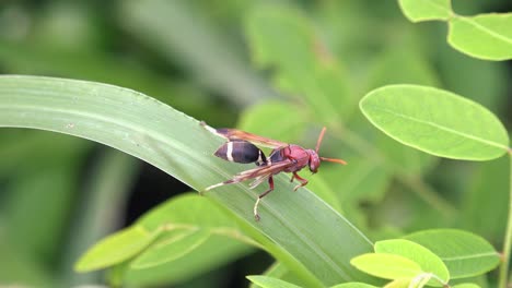 Primer-Plano-De-Una-Gran-Avispa-Explorando-Una-Hoja-De-Planta-Verde