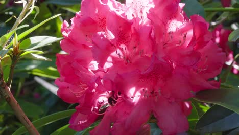 A-single-bee-pollinates-Rhododendron-flowers-in-bright-sunlight,-macro