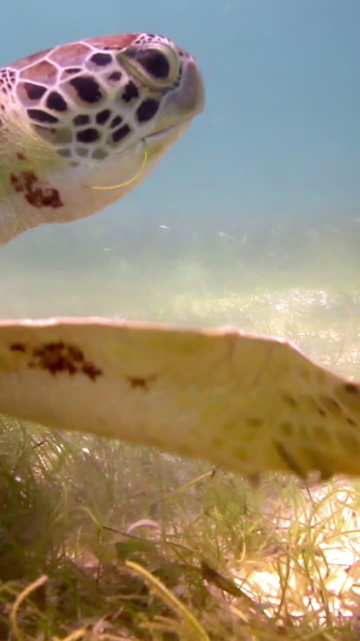 Loggerhead turtle underwater
