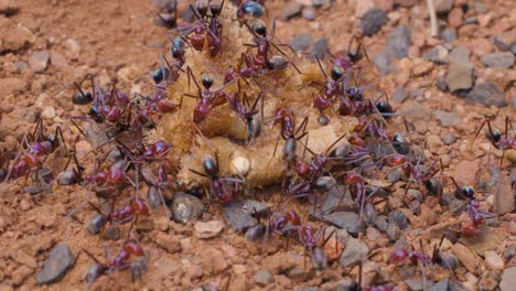 numerous ants gather and feed on a piece of bread near their nest on reddish gravel, captured in natural daylight with a steady macro perspective