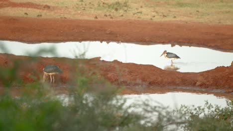 ケニアの水場で餌を探すマラブーコウノトリ