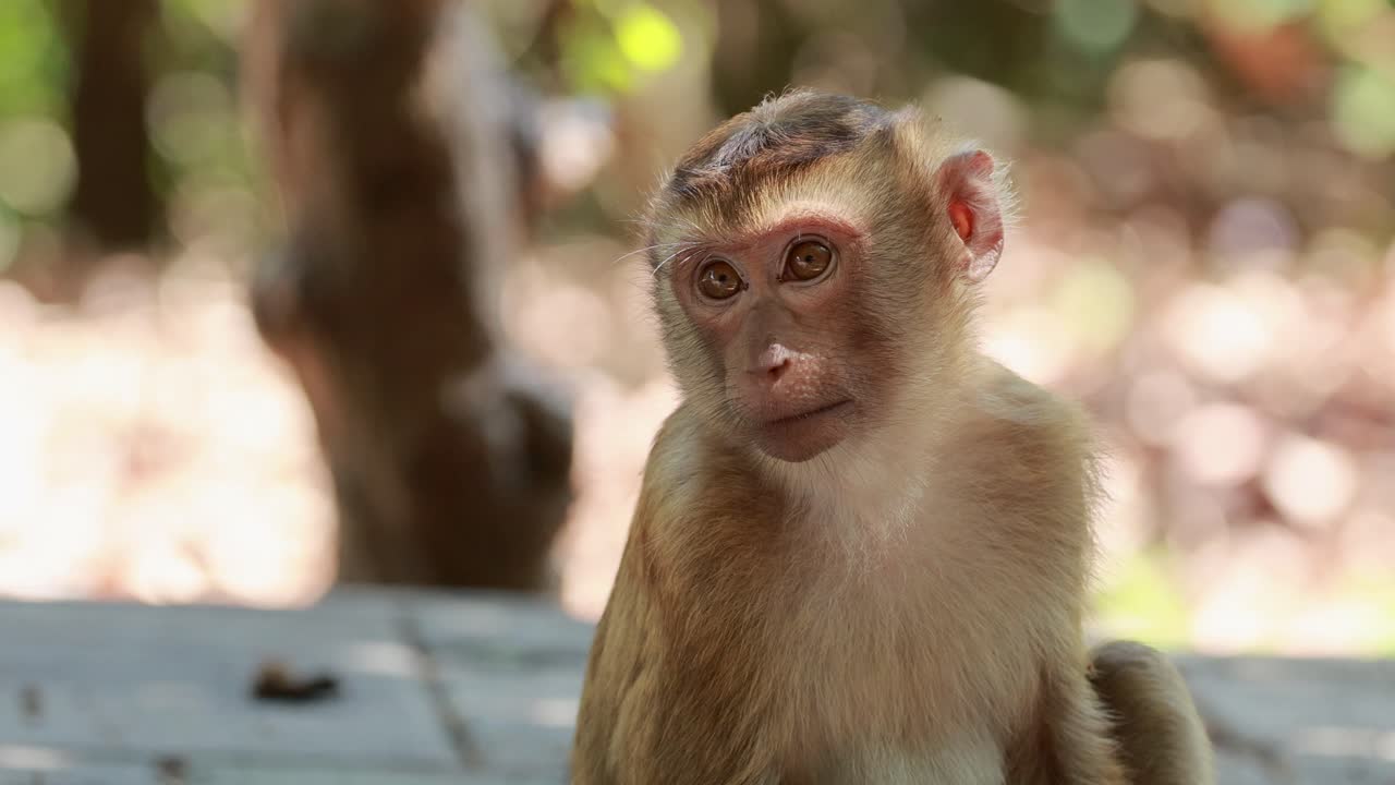 A southern pig-tailed macaque sits calmly in a forest setting, observing its surroundings with curiosity and alertness