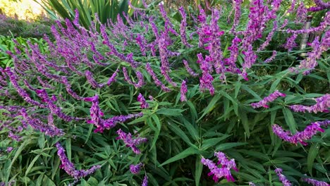 vibrant purple flowers in lush green foliage