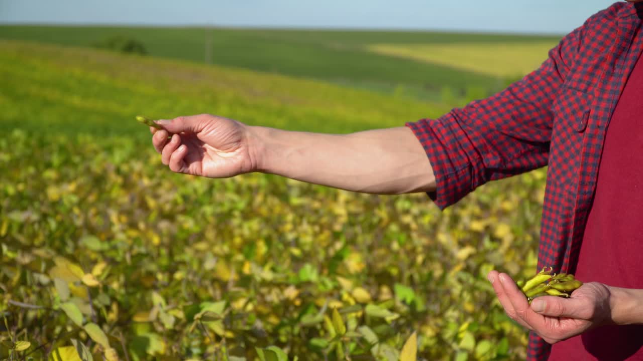 Close-up of an agronomist with soybean fruits in hands. Concept ecology, bio product, natural products