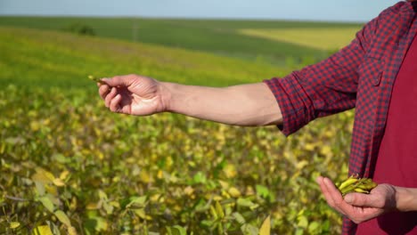 primer plano de un agrónomo con frutas de soja en las manos. concepto ecología, producto biológico, productos naturales