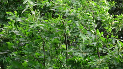 A-strong-summer-wind-blowing-through-the-trees-in-a-woodland-in-Worcestershire,-England