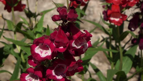 a bee emerges from a red flower and flies off right of frame