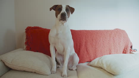 boxer mix puppy hanging out on the couch