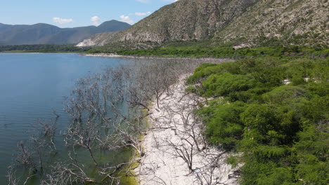 lento sobrevuelo aéreo playa de arena de lago salado con ramas secas que crecen en la orilla