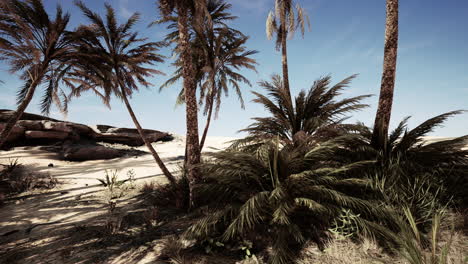 Palmen-In-Der-Sahara-Wüste