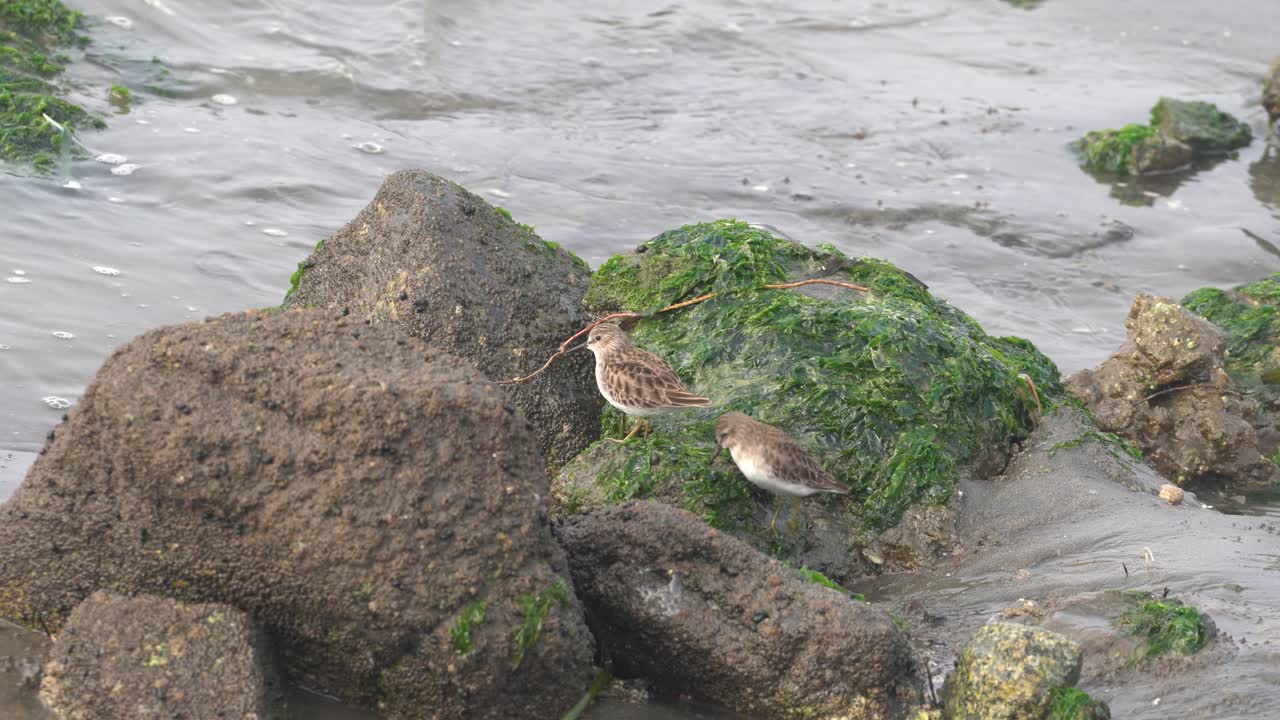 sand piper aves costeras en busca de alimento a lo largo de las costas rocosas de elkhorn slough en moss landing harbor, california