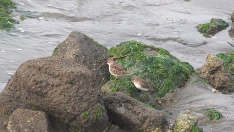 Ufervögel-Der-Strandpfeifer,-Die-Entlang-Der-Felsigen-Küste-Von-Elkhorn-Slough-In-Moss-Landing-Harbor,-Kalifornien,-Nach-Nahrung-Suchen