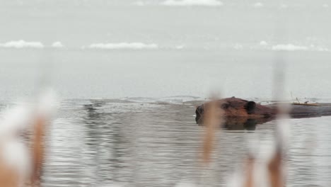 Winter-nature:-Large-adult-Beaver-floats-in-water-of-icy-frozen-pond