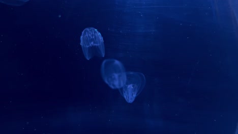 Jellyfish-in-a-water-tank