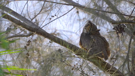 great horned owl preening and cleaning feathers 2