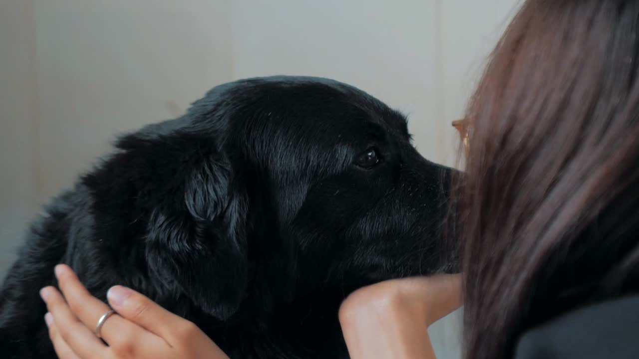 Close-up of female hands petting caged stray dog in pet shelter. People, Animals, Volunteering And Helping Concept.