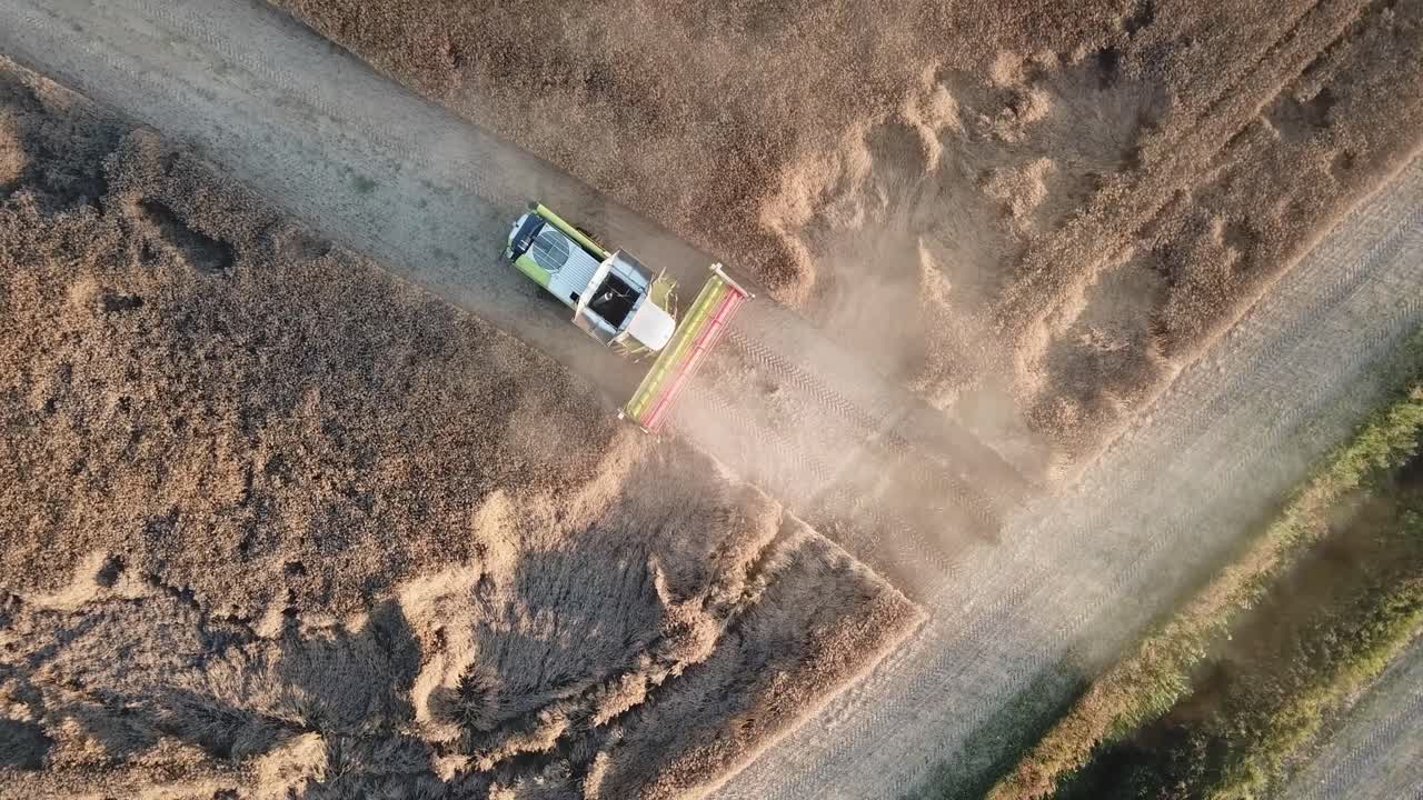 들판에서 마른 작물을 수확하는 결합