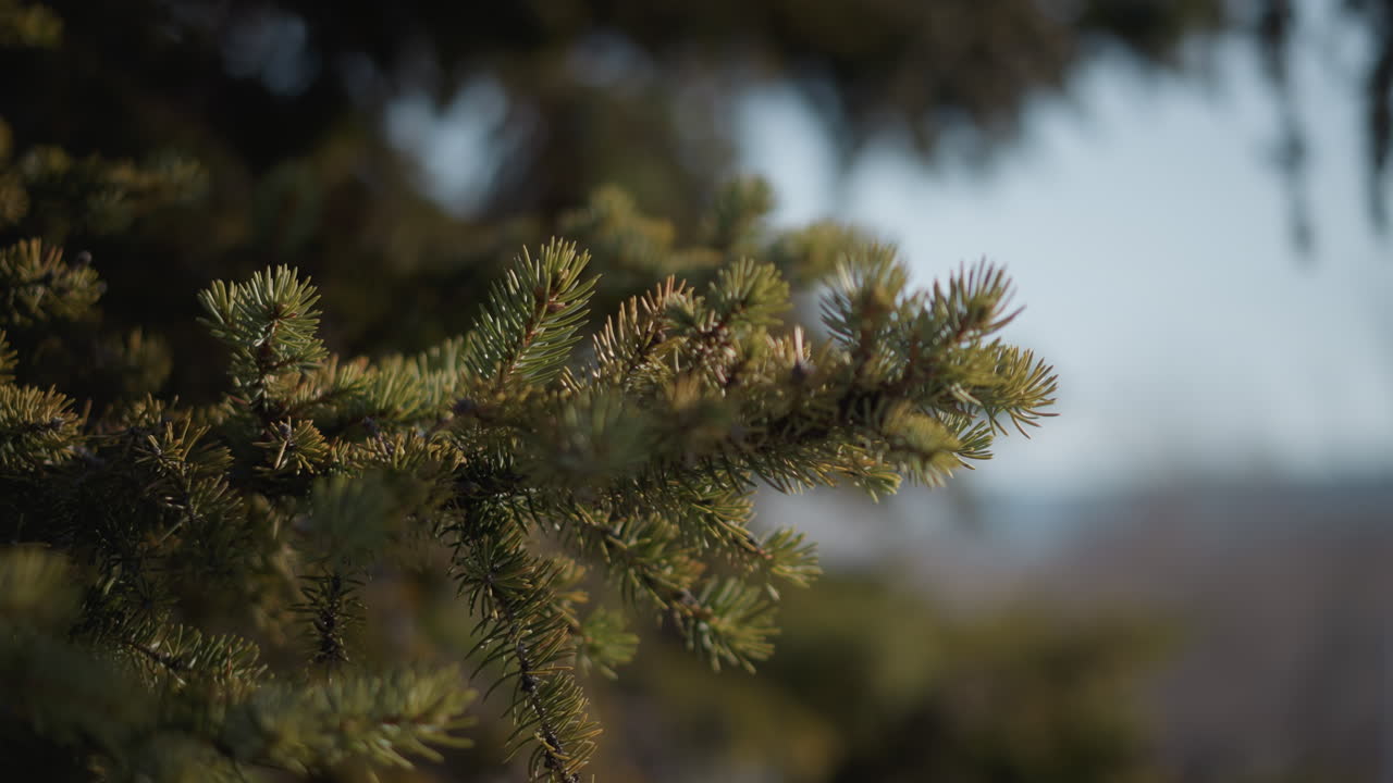close up view of evergreen branches dusted with snow under soft winter light gentle bokeh background hints at distant urban silhouettes creating serene cold atmosphere with diffused daylight texture