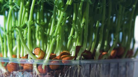 fresh green raw pea sprouts and pea beans in the box, healthy food concept, micro greens, extreme close up shot, rack focus