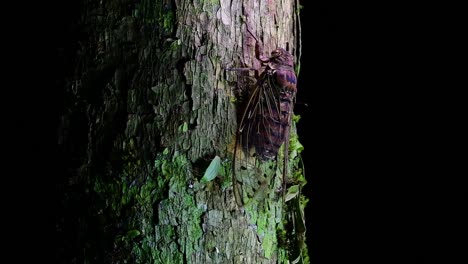 this giant cicada climbing a tree in the night, megapomponia intermedia, found in the jungles of thailand