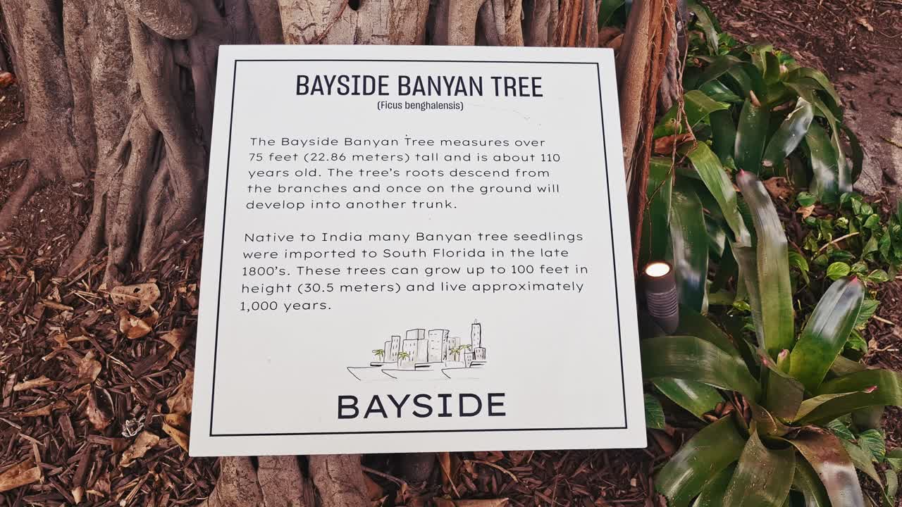 Informational sign about the historic Bayside Banyan Tree in Miami, Florida, explaining its height, age, and origins. The plaque is set against the tree’s large roots and tropical plants
