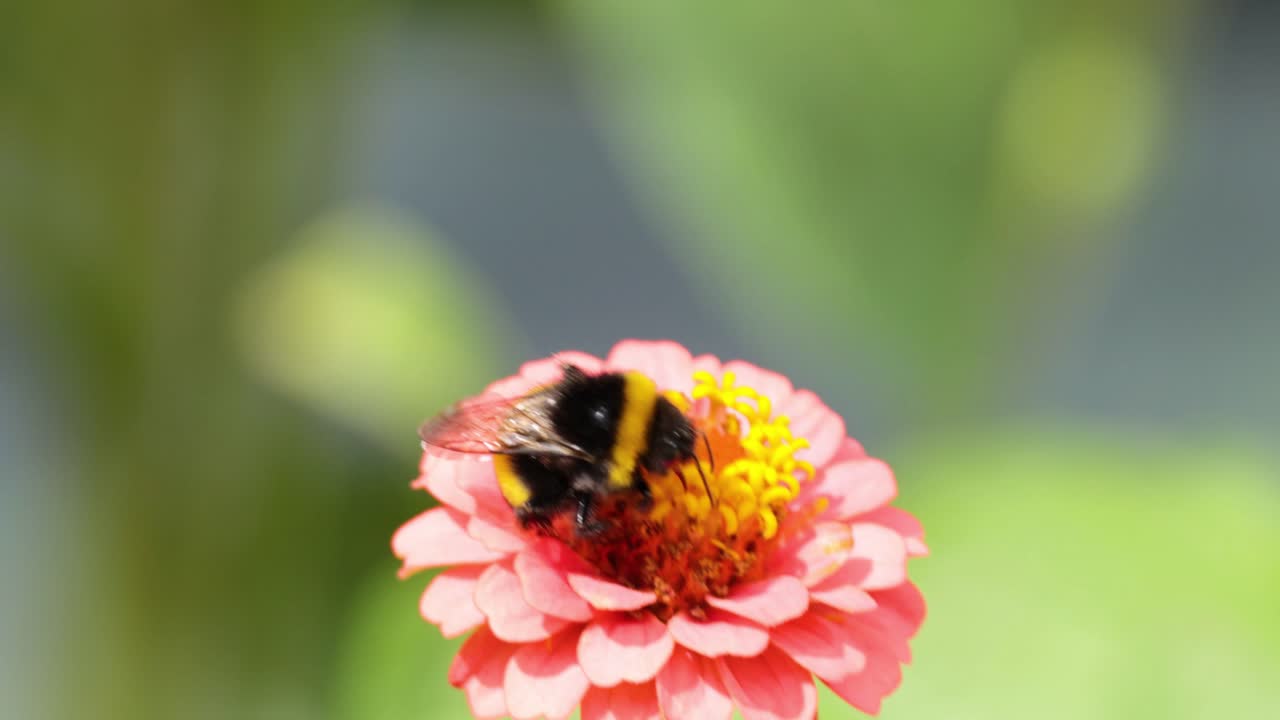 abejorro polinizando una flor de zinnia en londres