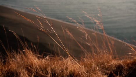 multiple shots of green grass at sunset