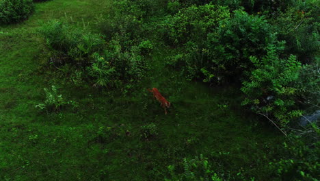 Video-Aéreo-De-Un-Puma-Caminando-Por-El-Pantano,-Pantanal,-Mato-Grosso,-Brasil