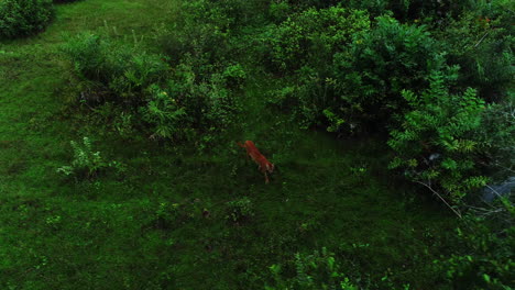 aerial video of a puma walking through the swamp, pantanal, mato grosso, brazil