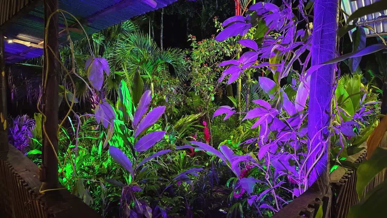 Captivating illuminated colorful inner garden in the rain at night with local tropical flowers in Costa Rica.