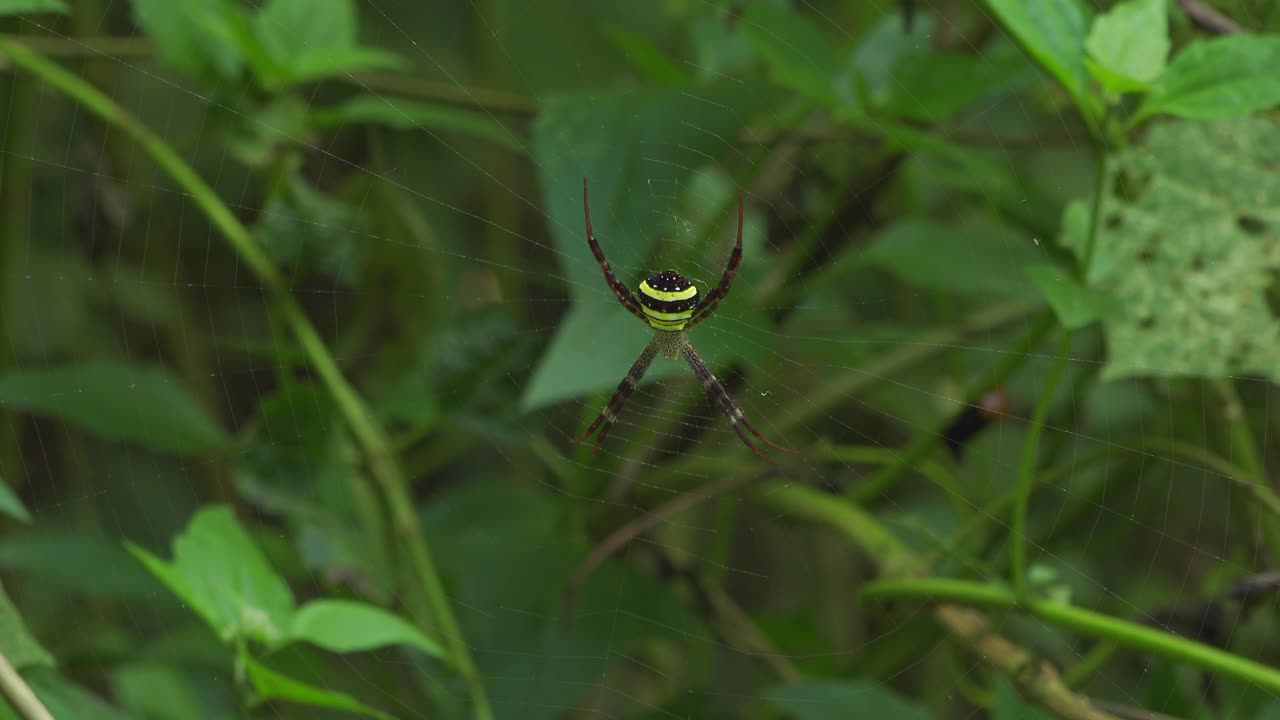 Closeup shows bright green and black spider sitting still at center of web stretched across leafy plants. Details of legs and body pattern visible as spider waits in dense natural forest vegetation.