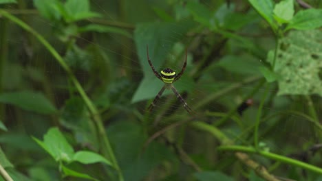 closeup shows bright green and black spider sitting still at center of web stretched across leafy plants. details of legs and body pattern visible as spider waits in dense natural forest vegetation.