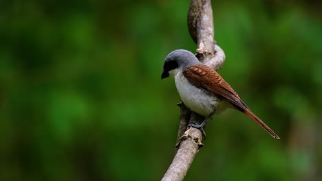 El-Alcaudón-Tigre-Obtuvo-Su-Nombre-Por-El-Patrón-De-Tigre-En-Sus-Plumas,-Ya-Que-También-Es-Un-Depredador-De-Un-Ave-Que-Se-Alimenta-De-Insectos,-Mamíferos-Muy-Pequeños-E-Incluso-Aves-De-Su-Tamaño.