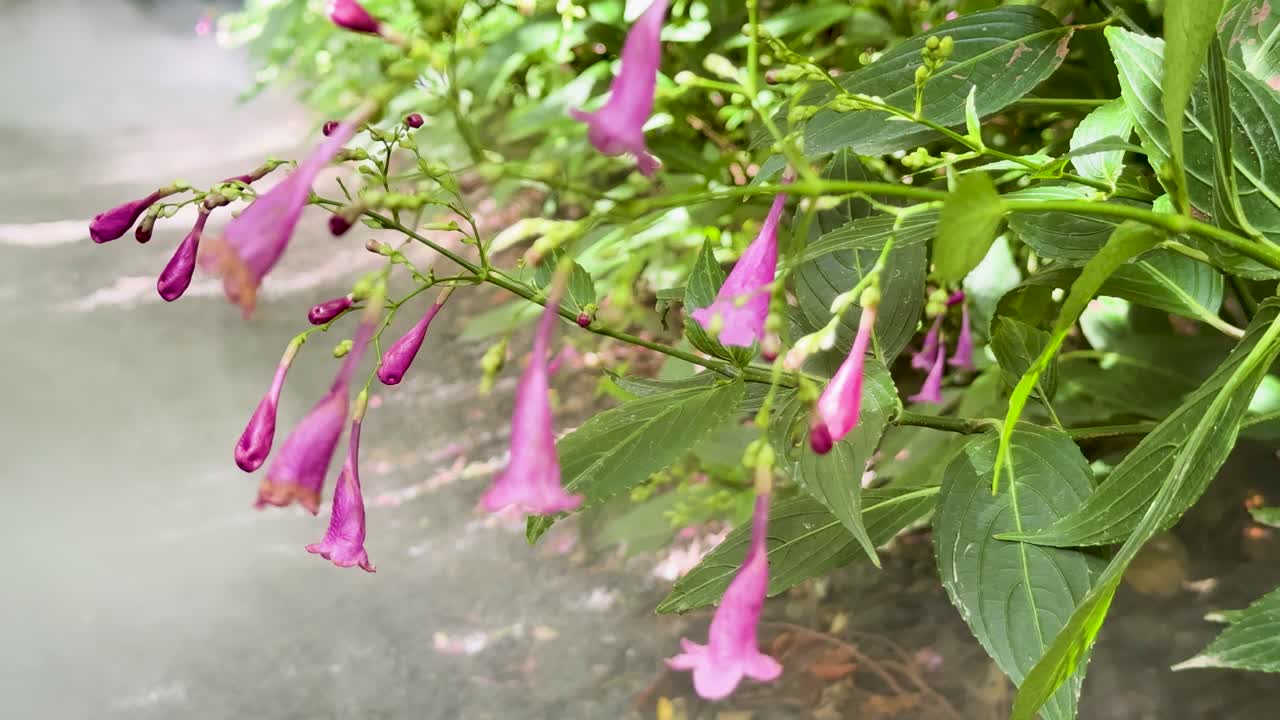 Close-up of Strobilanthes cusia flowers moving gently in natural daylight, with soft camera motion