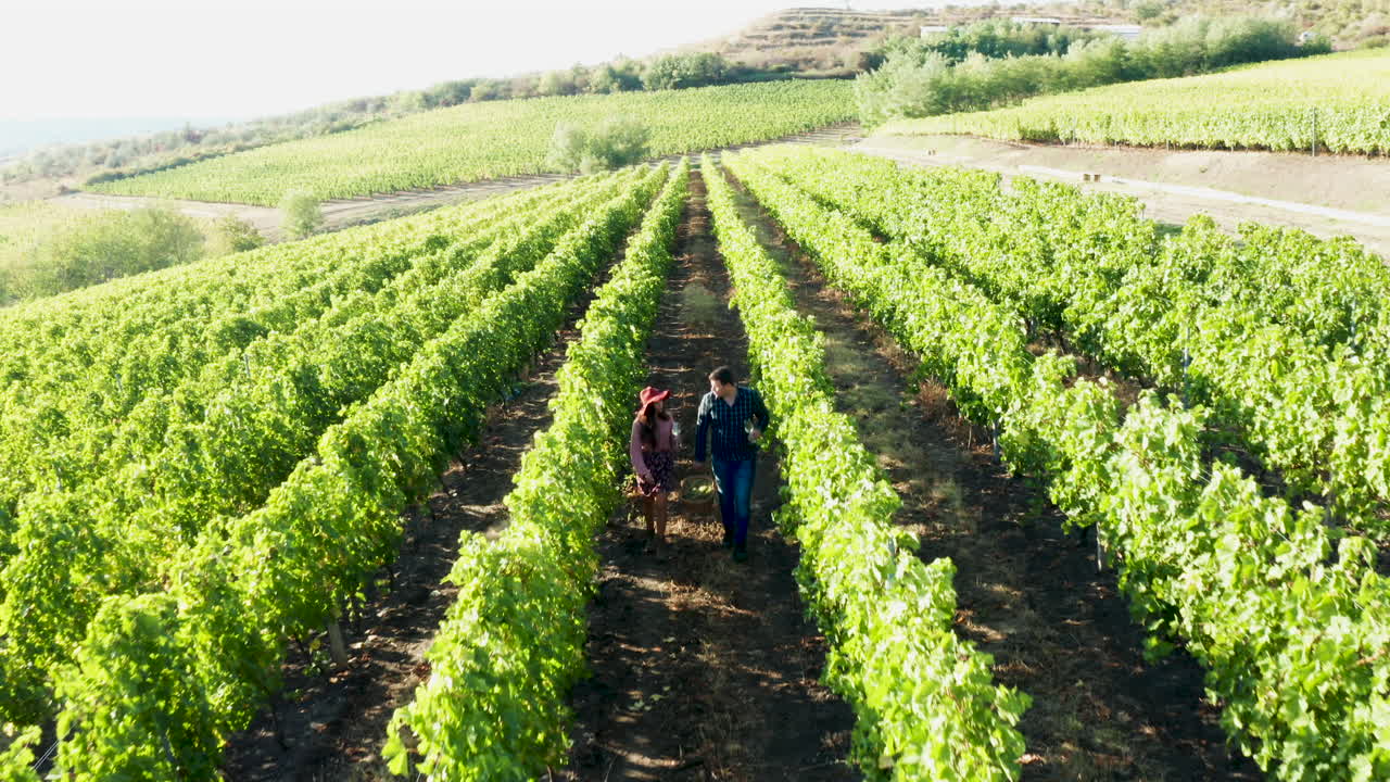 hermosa pareja caucásica caminando en el viñedo con vasos de vino