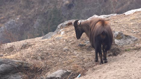 un tahr del himalaya mirando su entorno desde su punto de vista en una cornisa alta