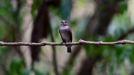 The-Asian-Brown-Flycatcher-is-a-small-passerine-bird-breeding-in-Japan,-Himalayas,-and-Siberia