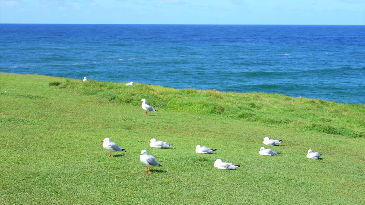 Seagulls resting on the grass in the sunshine at Bonville Head Lookout, Sawtell, Australia