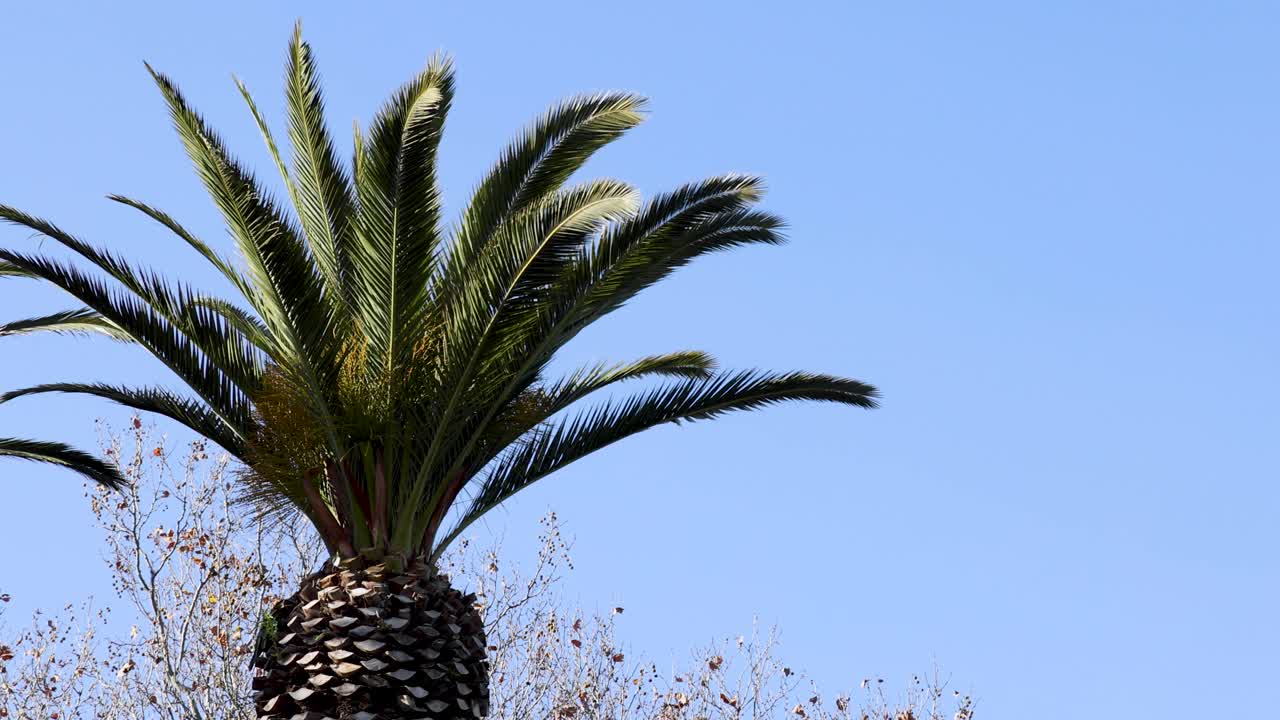 el árbol de palma balanceándose en la brisa