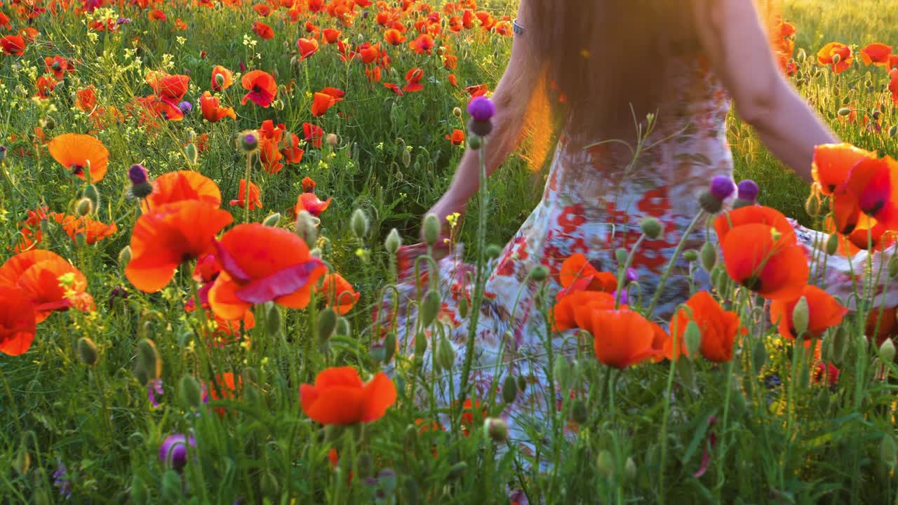어린 소녀가 따뜻한 빛 아래 포피 잔디에서 돌아다니고 있습니다.