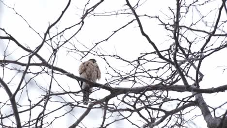 Zoom-En-Tiro-De-Halcón-Peregrino-Salvaje,-Ave-De-Rapiña-Encaramada-En-Un-árbol-En-Hábitat-Natural