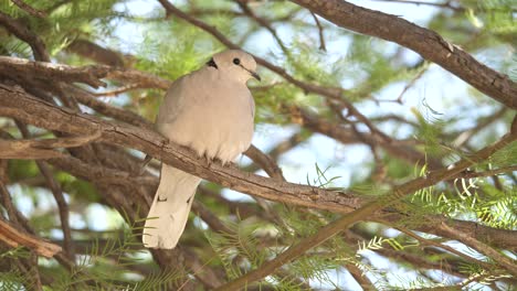 close up of cape turtle dove perched on branch of acacia tree