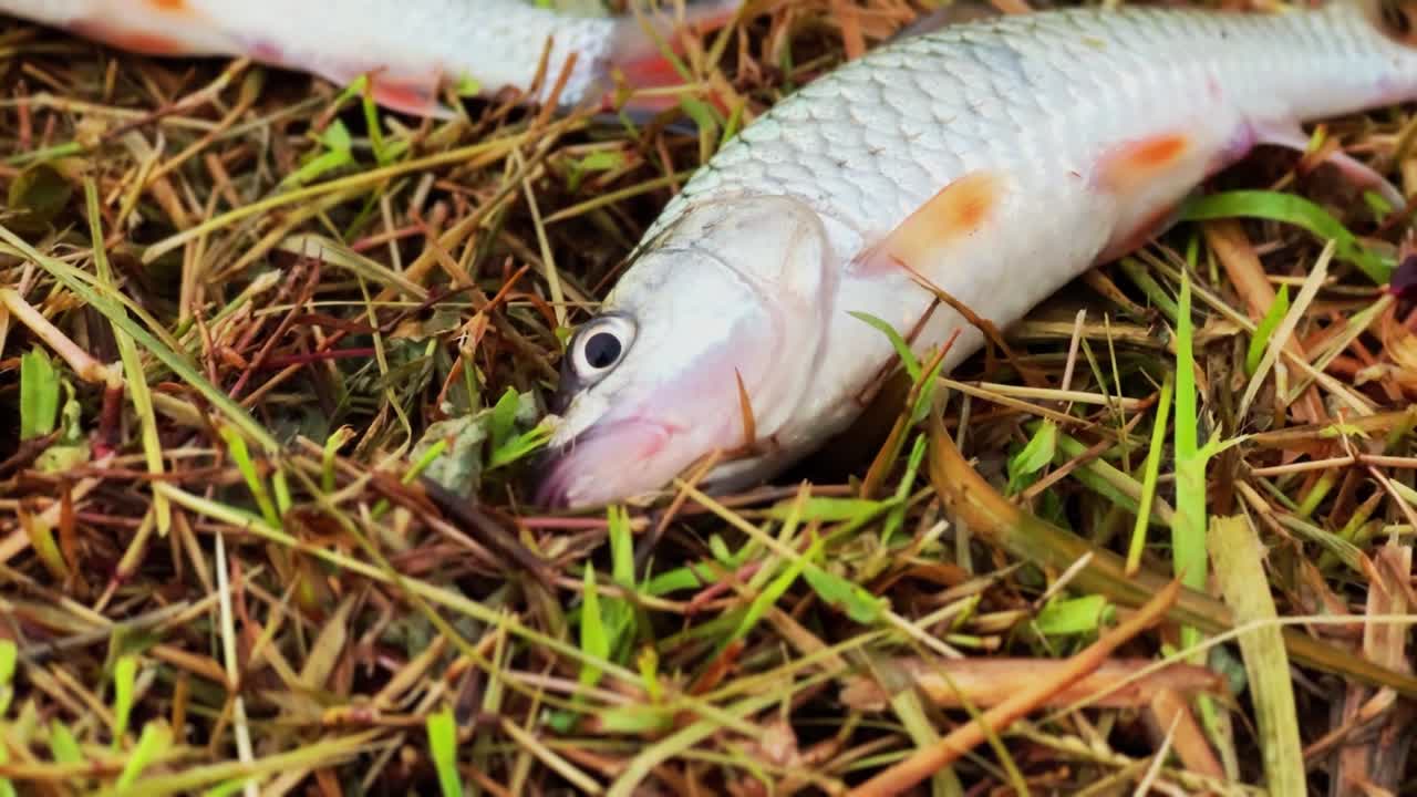 peces cocidos y desembarcados en la hierba de agua dulce