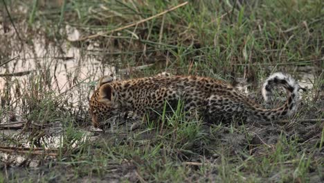 adorable wide shot of a tiny leopard cub drinking, khwai botswana