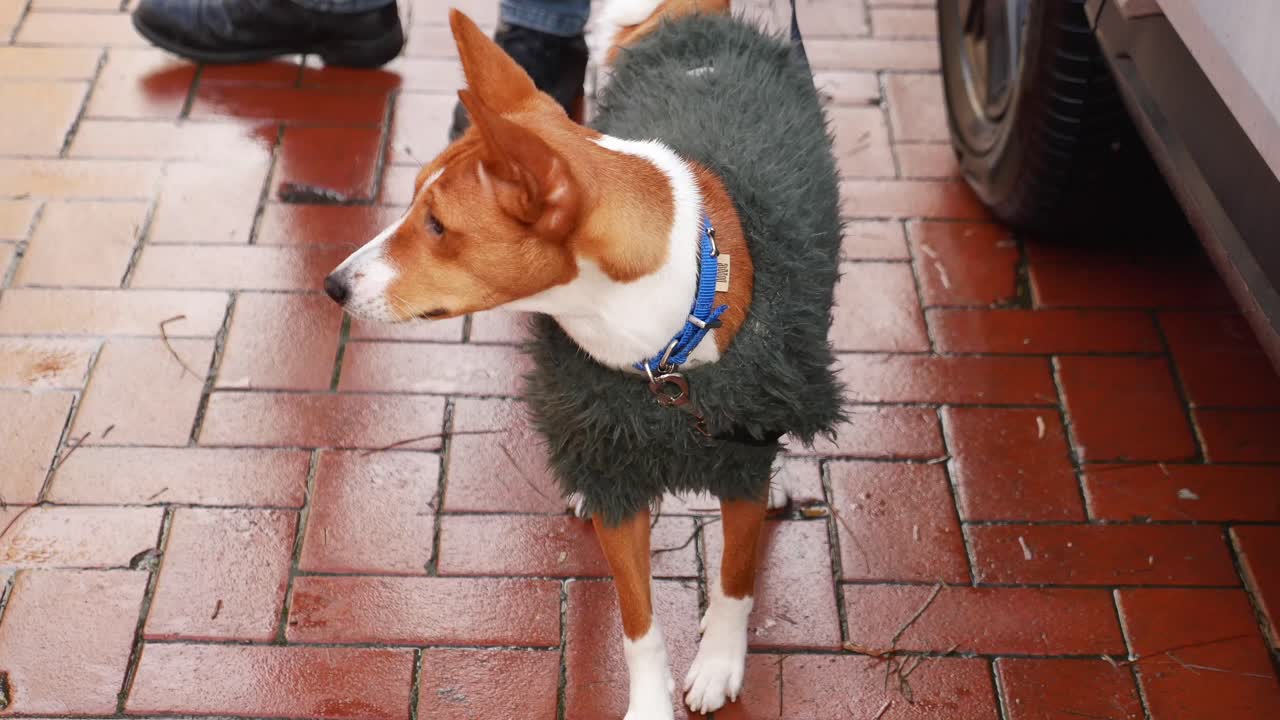perro basenji con un abrigo en un pavimento mojado