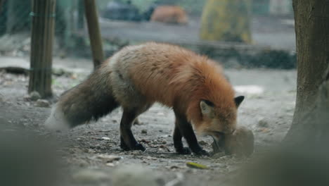 large fox sniffing on the ground within the miyagi zao fox village in japan